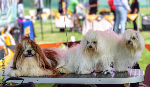 Photography Lhasa Apso and Shih Tzu - three dogs groomed and waiting for a dog show