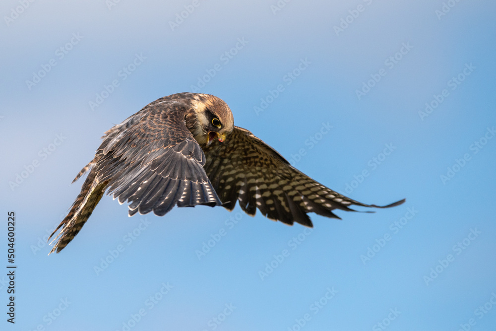 Fototapeta premium red tailed hawk in flight