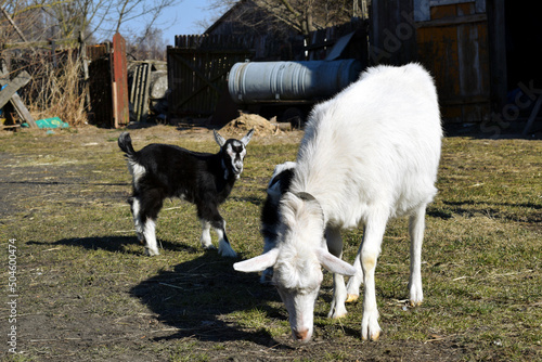 Photo A goat with a pair of young colorful lambs grazing on the first spring grass