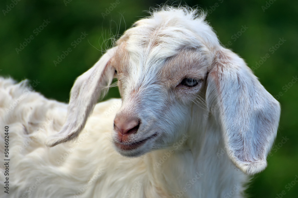 Obraz premium beautiful goat kid