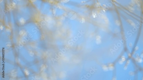 Willow tree ice covered in spring time. Blooming pussy willow bush. Blue sky on a background. Bokeh. photo