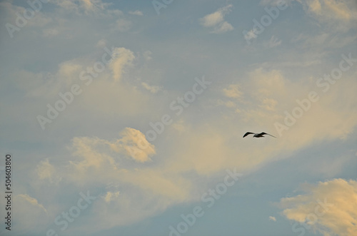Seagulls flying in the cloudy evening sky