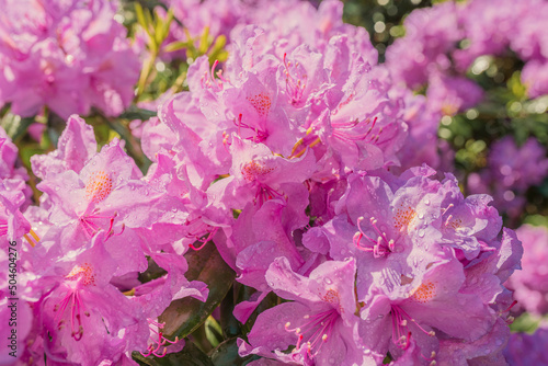 pink rhododendron flowers