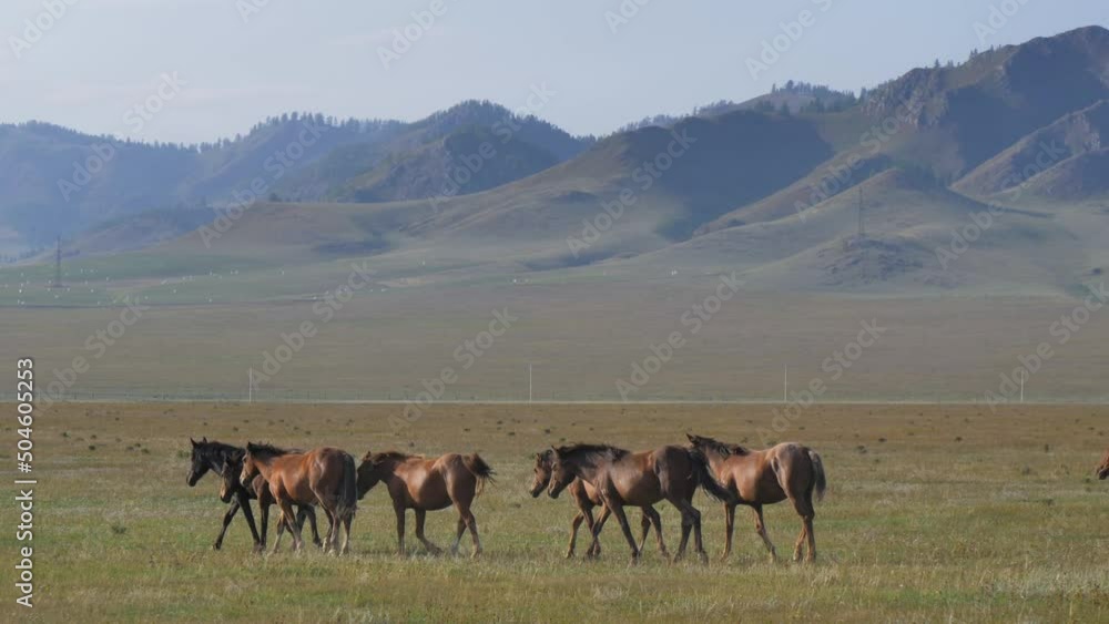 Herd of horses slowly walking in the field. Beautiful nature concept Herd of horses slowly walking in the field. Beautiful nature concept