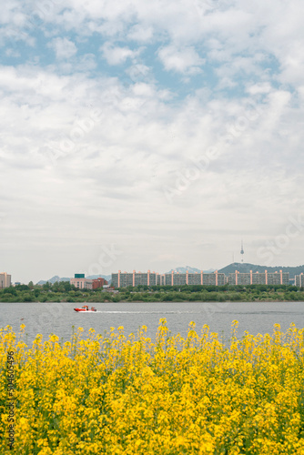 Yellow rape flower field and city view at Banpo Han river park Seorae island in Seoul, Korea photo