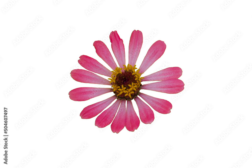 Zinnia flower pink ,red-orange, isolated on the white background. Zinnia flower pink ,red-orange, isolated on the white background.
