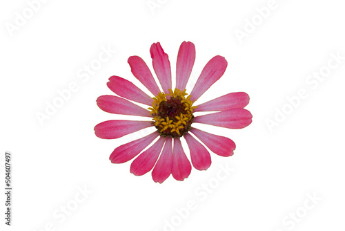 Zinnia flower pink  red-orange  isolated on the white background.