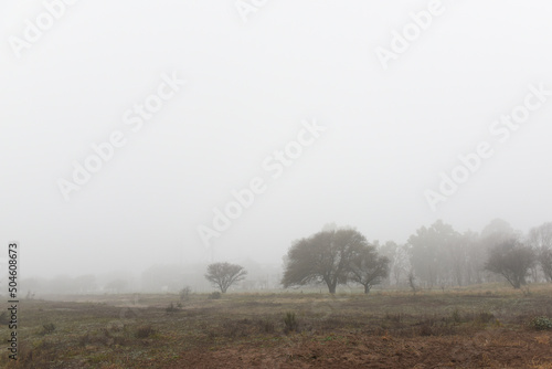Lonely tree in thick fog at dawn, in Pampas Landscape, La Pampa Province, Patagonia, Argentina.