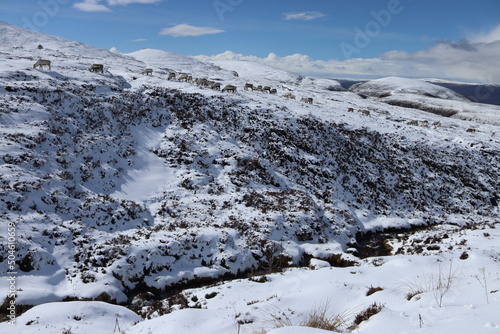 Wallpaper Mural reindeer cairngorms in winter, scotland highlands Torontodigital.ca