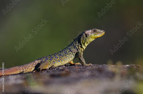 Beautiful female ocellated lizard (Timon lepidus) in a rocky environment. Scary and colorful green and blue lizard and habitat. Wild mediterranean reptile from Spain. Lizard pattern shown in the skin