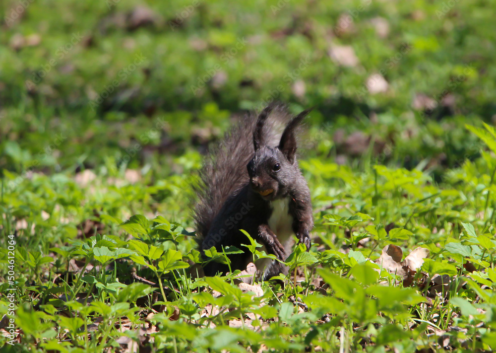 A black squirrel in dynamics, running through the grass A black squirrel in dynamics, running through the grass
