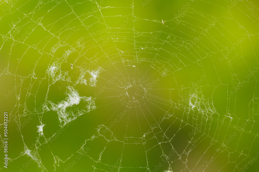 spider web with down spider web with down