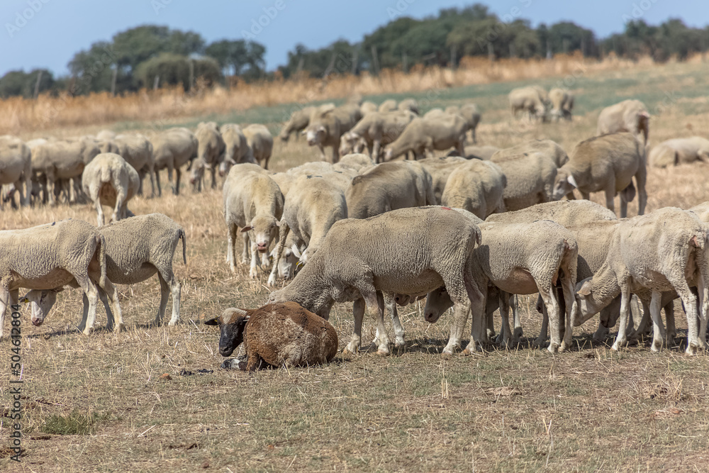View of flock of sheep on mountains, grazing farmland field, green herbs, in Spain View of flock of sheep on mountains, grazing farmland field, green herbs, in Spain