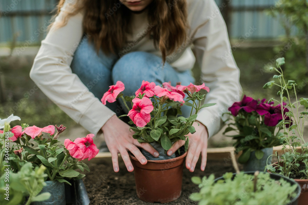 Woman Hands seedling growing. Planting a veggie garden plant vegetable green soil strawberries