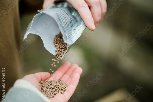 Gardener sowing peas seeds in a vegetable bed. Preparing for new garden season.