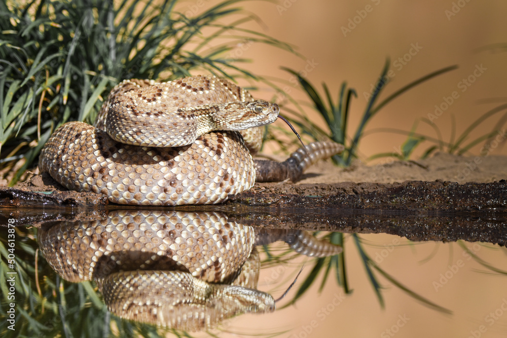 Fototapeta premium Closeup of snake in the wild