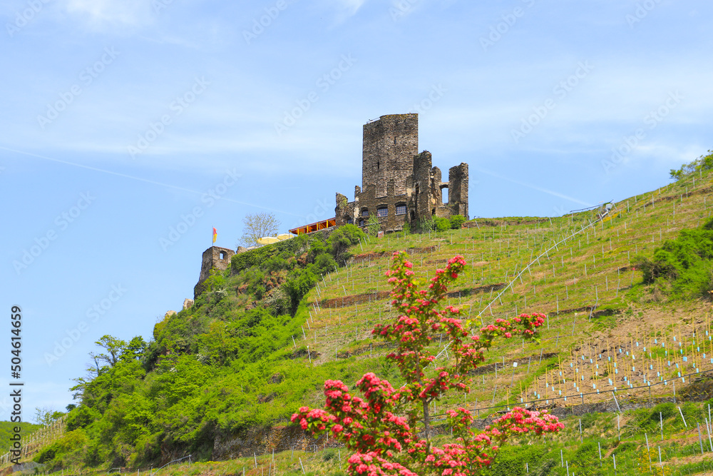 Metternich castle ruins in Beilstein on the Moselle in spring, Germany