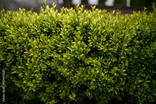 green shrub. Close-up photo of a bush. concept of relaxation and healthy lifestyle. 