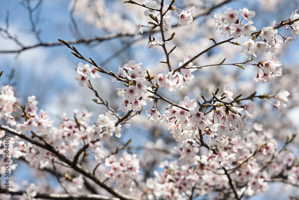 It's cherry blossom season It's cherry blossom season