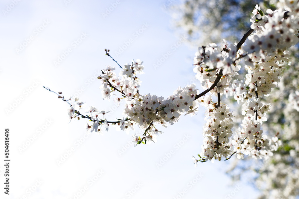 Kwitnące drzewo owocowe na tle nieba - obrazy, fototapety, plakaty 