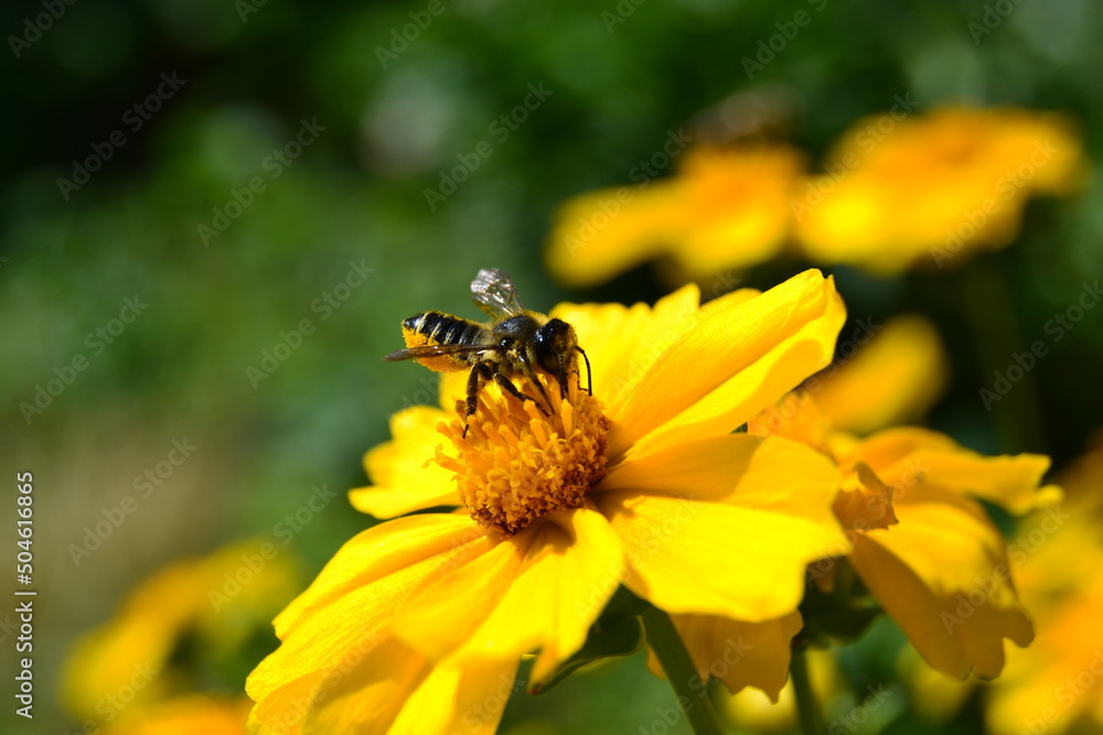 bee on yellow flower