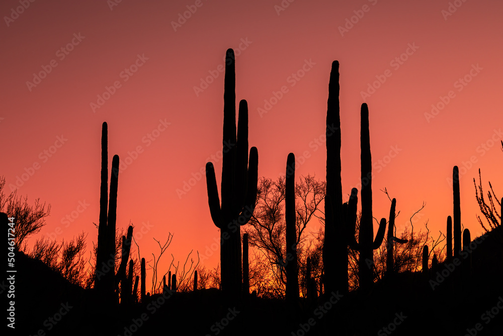 Silhouette of the Arizona desert at sunrise