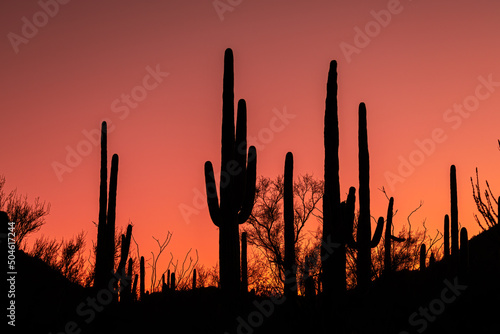 Silhouette of the Arizona desert at sunrise © Karyn