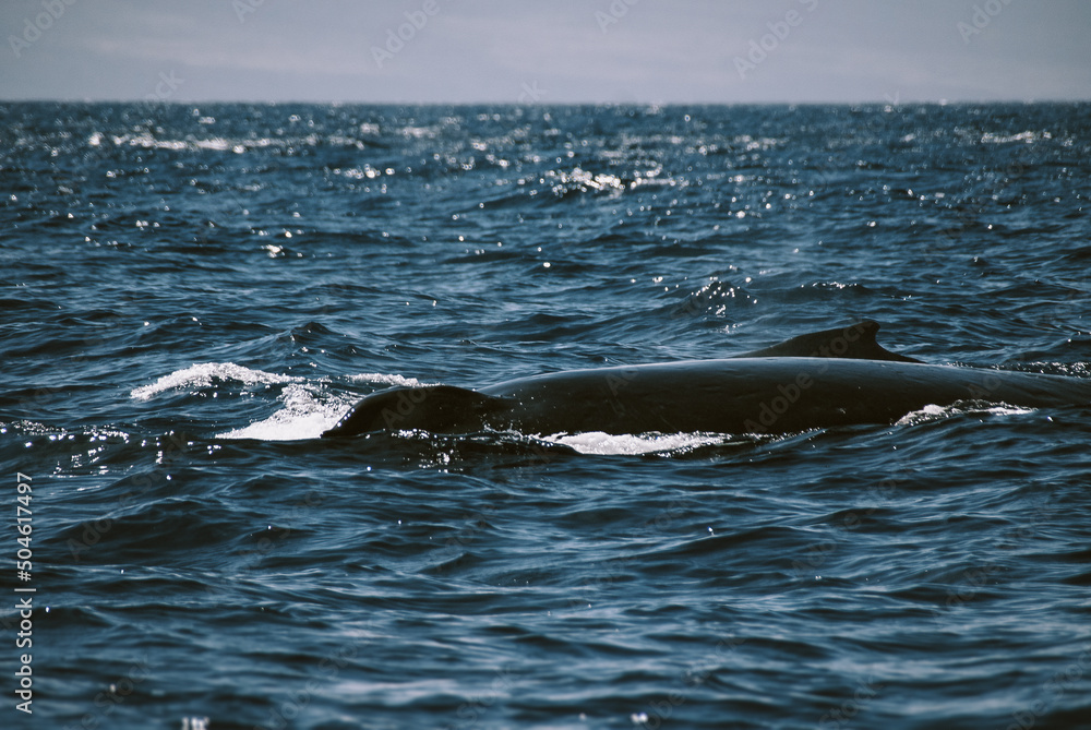 A massive gorgeous humpback whales showing their fin and tail and splashing off the coast of Maui, Hawaii during mating season A massive gorgeous humpback whales showing their fin and tail and splashing off the coast of Maui, Hawaii during mating season
