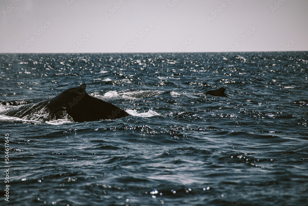 Obraz premium A massive gorgeous humpback whales showing their fin and tail and splashing off the coast of Maui, Hawaii during mating season