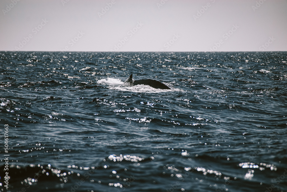 Fototapeta premium A massive gorgeous humpback whales showing their fin and tail and splashing off the coast of Maui, Hawaii during mating season