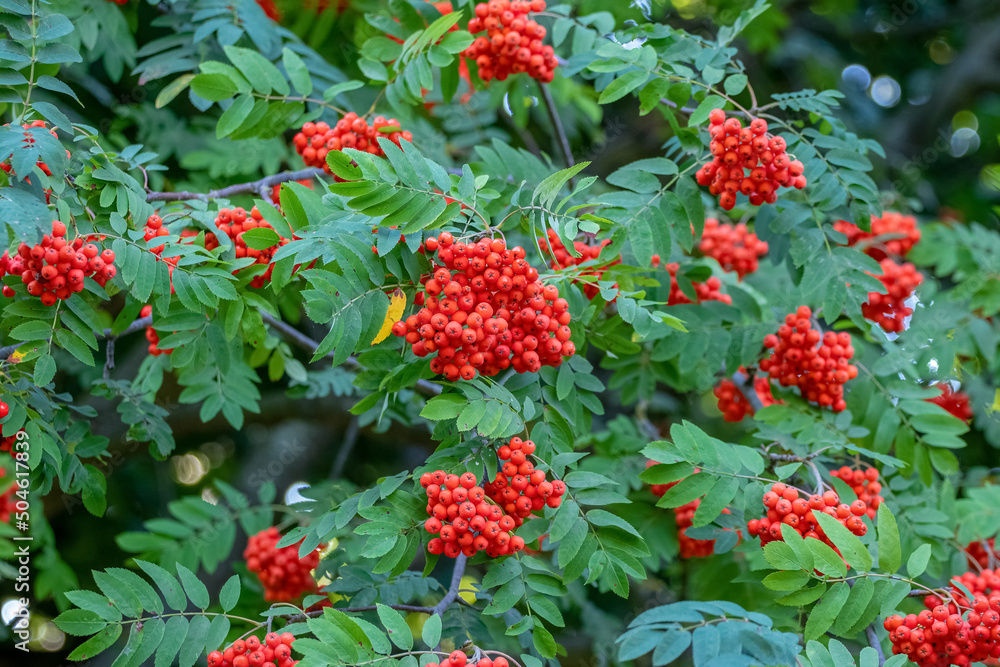 Red rowan berries in summer on a tree Red rowan berries in summer on a tree