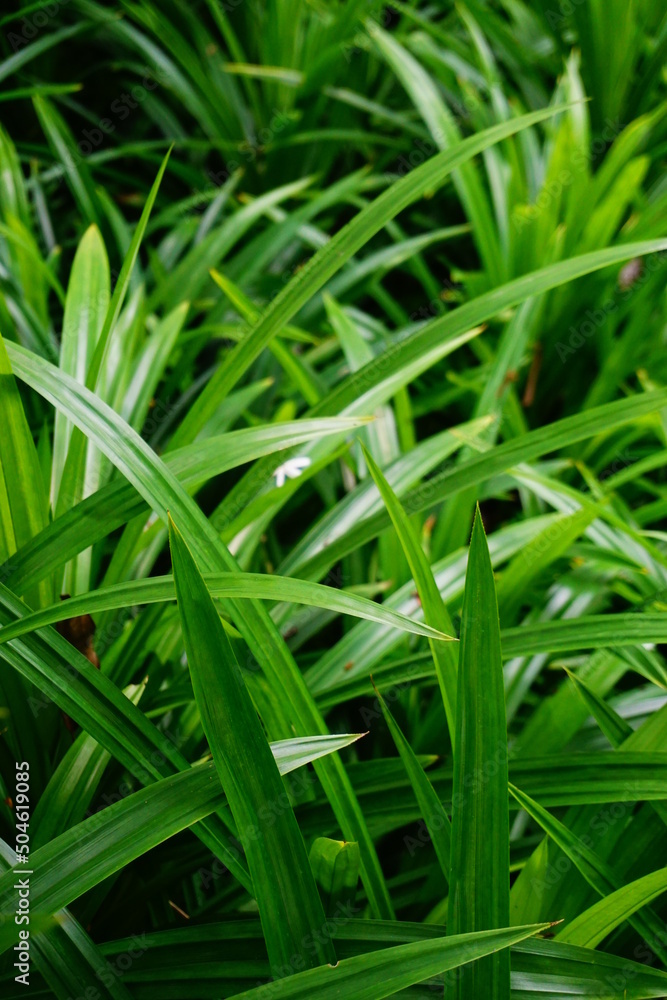 Green Grass macro in garden. Green Grass macro in garden.