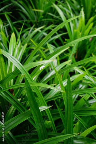 Green Grass macro in garden.