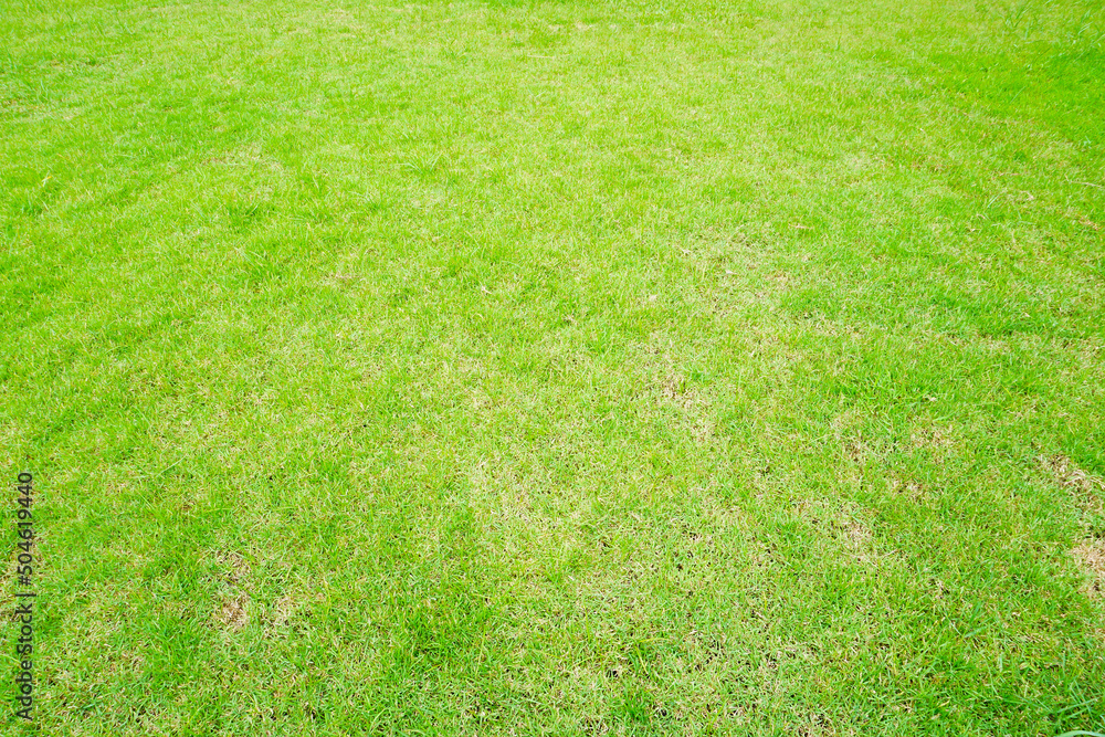 green grass background green grass background