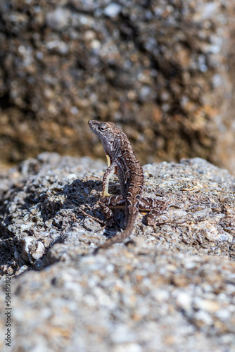 Brown Anole Anolis sagrei Lizard on rocks photo