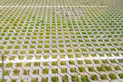 Green grass between the sidewalk square tiles