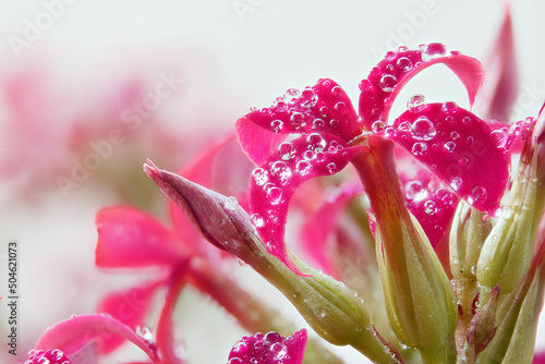 Kalanchoe flowers are purplish-red in color, covered with dew droplets. Kalanchoe on a gray background. Macrophotography.