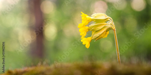 Schlüsselblume photo