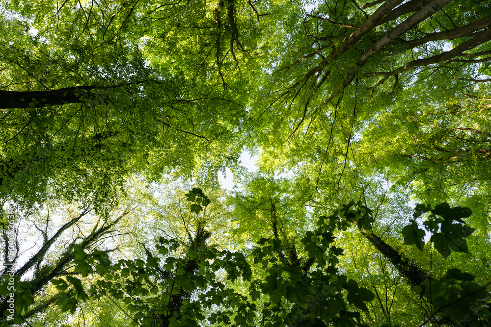 Fototapeta premium Sonne scheint durch grüne Blätter im Wald 