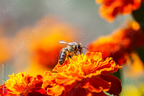 small insect honey bee collects nectar with marigold flowers in a summer gard...