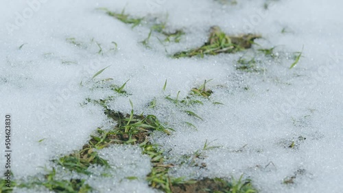 Warm weather. Wheat under the snow, winter and spring, the awakening of nature in field. Time lapse.