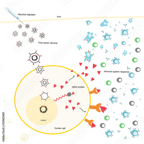 The immunization process in the human body after injecting the viral vector vaccine that shows the adenovirus contain the mRNA sequence for produce spike protein to induce immune system. 