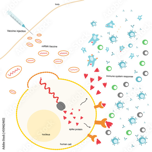 The immunization process in human body after mRNA vaccine injection that show the vaccine entry the cell, explore the mRNA to produce spike protein and induce immune system, respectively.