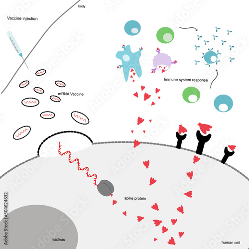The immunization process in the human body after receiving the mRNA vaccine that shows the nanoparticles contain the mRNA sequence for the spike protein production to induce an immune system response.