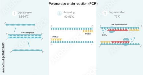 The Polymerase Chain Reaction (PCR) step to DNA detection that including Denaturation,Annealing and Polymerization. A picture represents important molecules and other conditions of the PCR reaction.   photo
