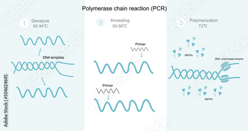 The steps of Polymerase Chain Reaction (PCR) : Denaturation, Annealing and Polymerization for DNA detection. A picture shows the important biological molecules and special condition of PCR reaction. photo