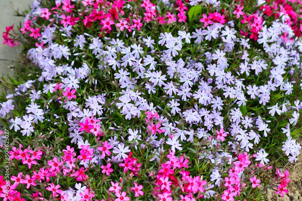 Fototapeta premium beautiful spring blooming flowers