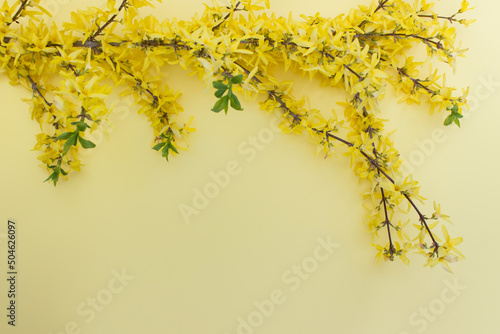 Yellow forsythia plant on yellow  background. Image with copy blank space.