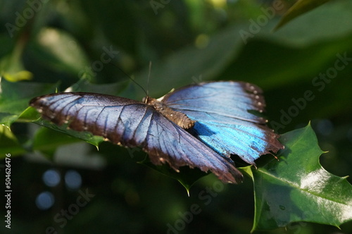 blauer Schmetterling auf grünen Blättern, Metamorphose