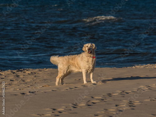 dog standing on a sandy beach, in the background you can see the blue sea © Grzybowski